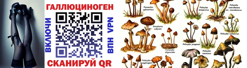 Галлюциногенные грибы Psilocybine cubensis  Купить закладки  Нижнеудинск 